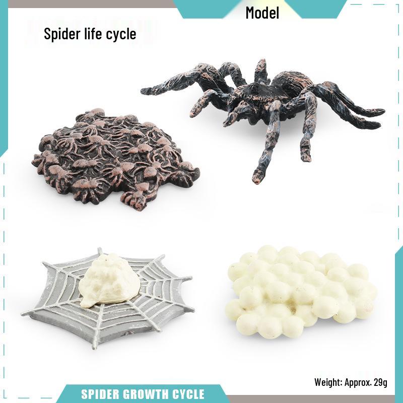 Animal Growth Cycle Models: Chicken, Duck, Goose, Butterfly, Turtle, Frog Montessori Teaching Figurines