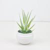Vera Succulent Aloe Miniature Green Potted Plant For Home Office Decor Desk