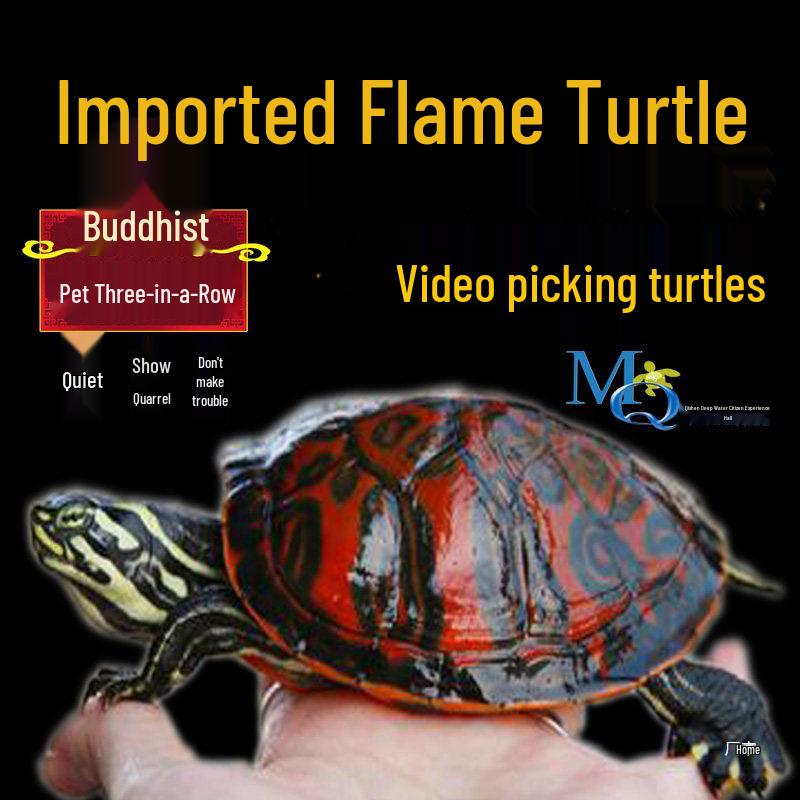 

Australian Brazilian Red-Yellow Fire Turtle: Ornamental Deep Water Pet Coloration Turtle Food 200g