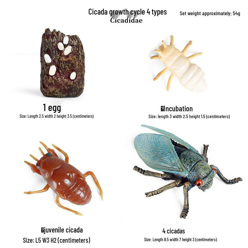 Children's Cognitive Toys: Frog Tadpole Growth Cycle Models