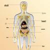 Kids' Educational Human Anatomy Model: Assembled Skeleton & Organ Teaching Aids.