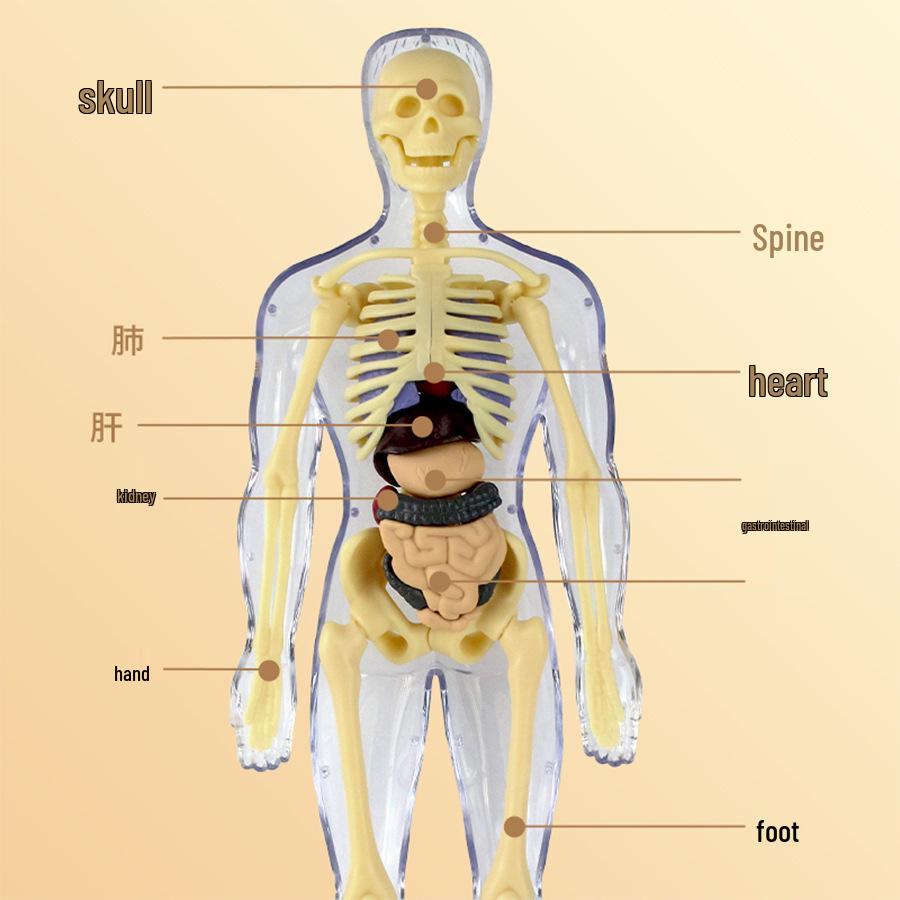 Kids' Educational Human Anatomy Model: Assembled Skeleton & Organ Teaching Aids.