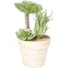 Succulent In a Decorative Brick-like Pot, 15.5 Cm