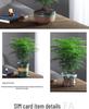 Asparagus Fern Indoor Plant: Air-Purifying, Evergreen, Hydroponic Bonsai for Office or Home
