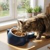 2 In 1 Cat Double  Bowl Large Capacity Cat Water Dispenser Cat Feeder Bowl  Daily Pet Feeding