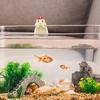 Cat Sculpture Decoration Cat Garden Decor Realistic Aquarium Decorations Cute Decorative Figurines Garden Sculptures For Fish