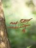 Metal Branch Outdoor Decor in Multiple Colors