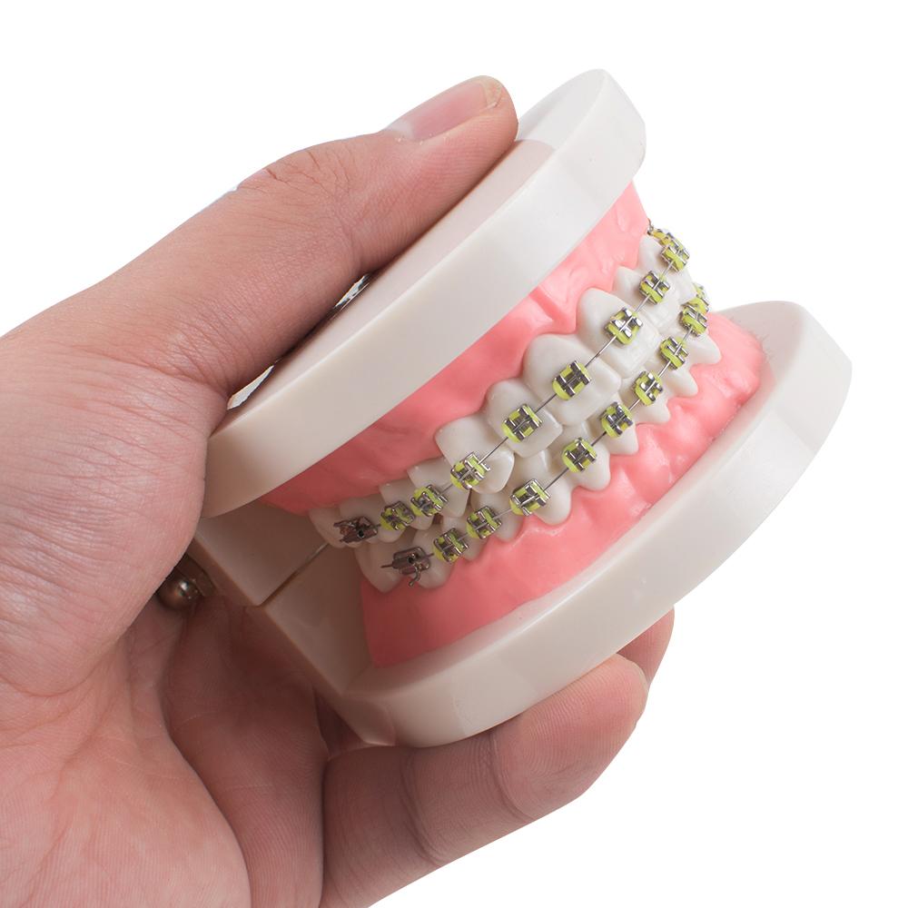 Dental Adult Typodont Demonstration Teeth Model Orthodontic Model Teeth Teach Study Model with Brackets Dental Adult Typodont Demonstration Teeth Model Orthodontic Model Teeth Teach Study Model with Brackets