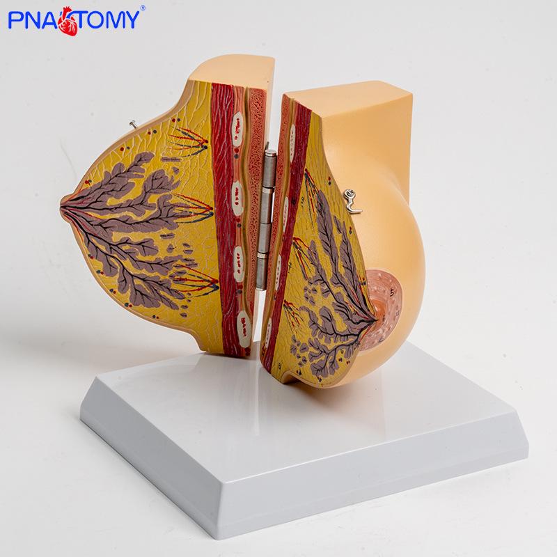Female Thorax and Breast Anatomy Model for Medical Teaching PNT-0747