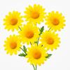 100 Golden Marguerite Seeds (Corn Marigold)