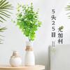 5 Heads 25 Mesh Simulated Eucalyptus Leaf Home Living Room Photography Shooting Props Green Plants Dried Flowers Simulated Flowers