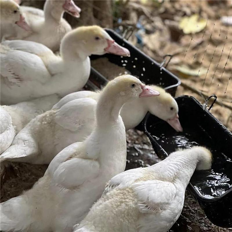 Black 4Pack Duck Feeder Fence Hanging Feed Trough Goose Turkey Trough With Clips