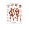 Science Wall Art Muscle System Human Anatomy Diagram Medical Education Supplies HD Oil On Canvas Posters And Prints Home Decor