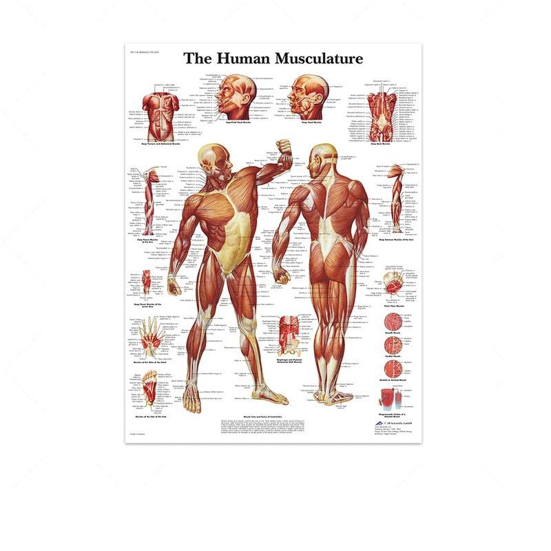 Science Wall Art Muscle System Human Anatomy Diagram Medical Education Supplies HD Oil On Canvas Posters And Prints Home Decor