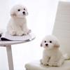 Pets Fluffy Maltese Plush Toy Stuffed Animal Puppy Dog Plush Maltese Stuffed Dog  Children Toy