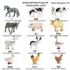 Cross-border Simulation Animal Suction Toy: Butterfly, Rooster, Ant, Frog, Sea Turtle, Mosquito Growth Cycle Models