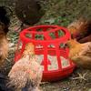 Detachable Chicken Feeding Trough Plastic Poultry Food Trough For Goose Chicken Birds Pigeon