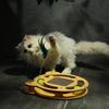 Cat Scratcher Board Wear Resistant Cat Scratching Board Toy with Ball Multifunction Grinding Claw