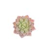Diy Simulated Succulent Plant Hair Planting, Mini Fake Succulent Bonsai With Flowers, More Than 20 Styles Of Bn1