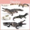 Realistic Pvc Crocodile Growth Cycle Model For Educational Display And Collectibles