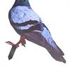 Garden Pigeon Outdoor Space Package Content Statue