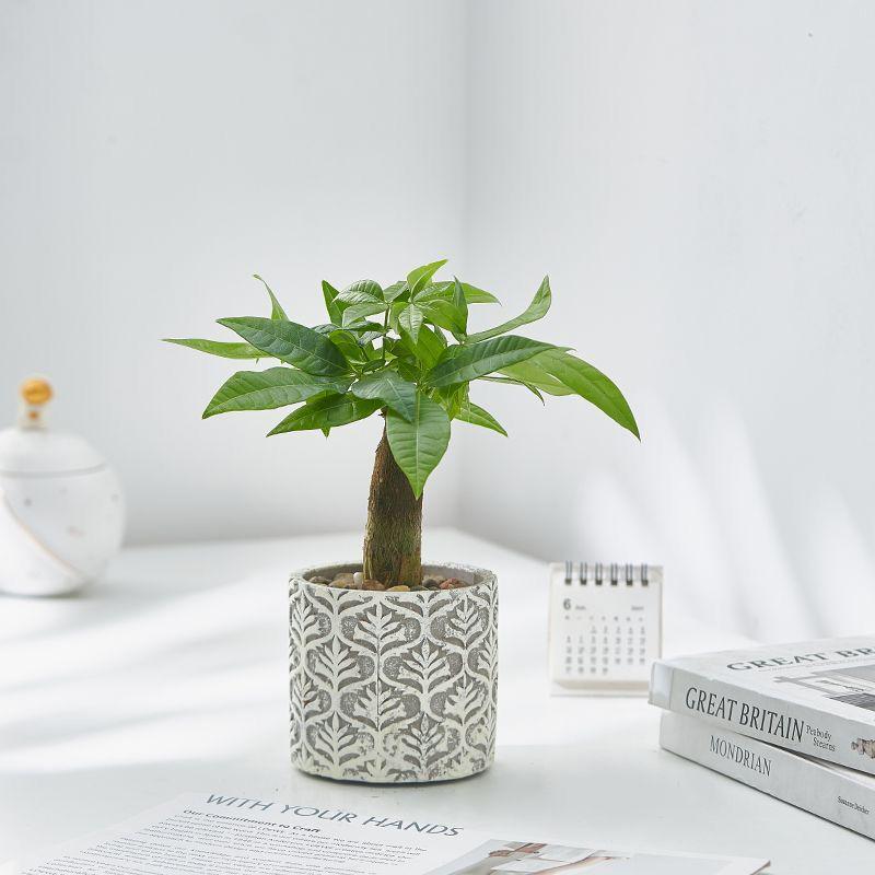 Japanese Embossed Cement Planter: Indoor Formaldehyde-Absorbing, Air-Purifying, Breathable Pot for Green Plants