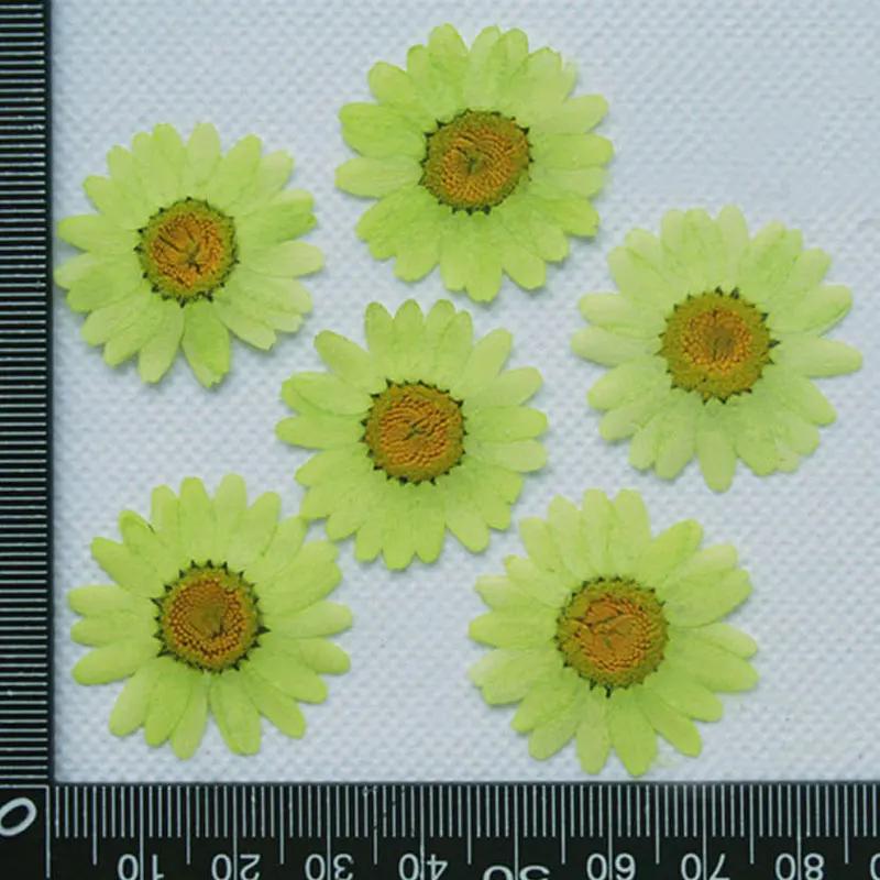 Pressed Flowers for Home Decoration, White Chrysanthemum, Bulk Packing, 1000PCs
