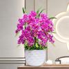 Artificial Phalaenopsis Flower Set: Indoor TV Cabinet Decor