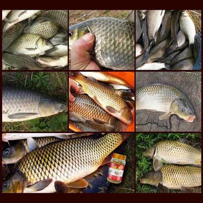 Bait Pellets Hanging Bait Freshwater Crucian Carp Grass Fish Bream Bait for Bass Trout Fishing Accessories