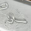 Transparent Snake Decompressing Toys Stress Relief Simulation Snake Figurine  Gift