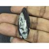 15X46MM Natural Orthoceras Fossil Shell Shape Cabochon Loose Gemstone 38Cts. G-686