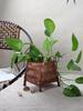 Bamboo Weaving Decorative Flower Pot Cover and Arrangement Basket - Handmade Retro Vase and Green Dill Storage
