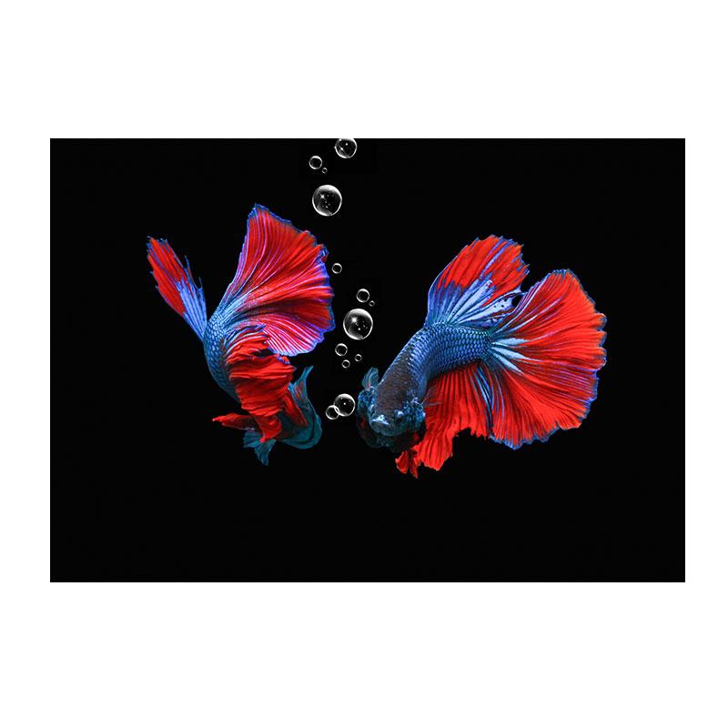

Картина на холсте Betta, настенное искусство, картины с красными рыбками, подводные постеры и принты с изображением животных, декор гостиной, Quadro 40x60cm No Framed