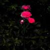 Garden Solar Rose Light Outdoor with Solar Faux Roses Lights Color Changing