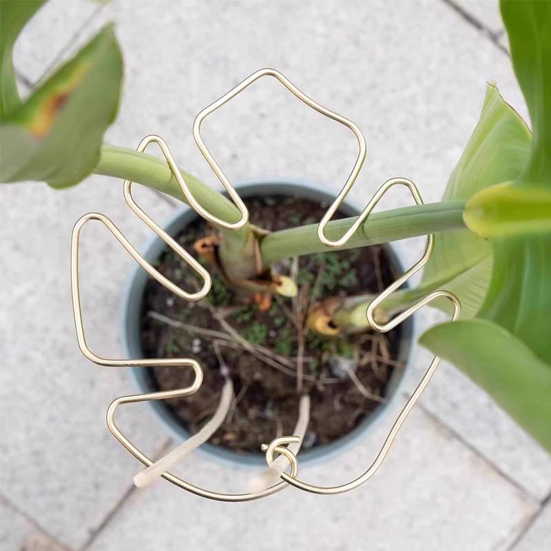 Newcomer Exclusive: Monstera Hydroponic Support Rod for Plant Shaping