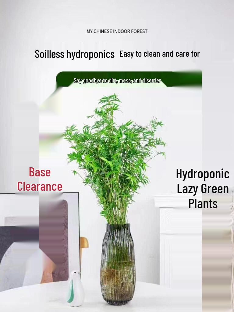 Compact Hydroponic Bamboo Rice Pot for Indoor/Outdoor Landscaping: Fiddle Leaf Bamboo Seedlings, Ornamental Courtyard Bonsai Plant.