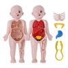 Kid Montessori 3D Puzzle Human Body Anatomy Model Educational Learning Organ Assembled Toy Body Teaching Tool For Children