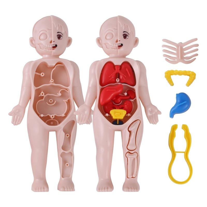 Kid Montessori 3D Puzzle Human Body Anatomy Model Educational Learning Organ Assembled Toy Body Teaching Tool For Children