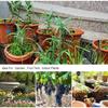 Automatic Drip Irrigation Kit 10-30M, 1/4" Garden Watering System with Nozzles for Farmland,Greenhouse,Bonsai,Flowers Vegetables