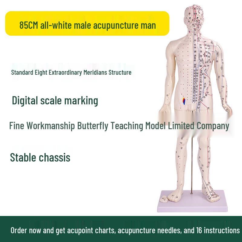 Ultra-Clear Silicone Model: Acupuncture & Meridians Teaching for Tuina Massage Practice