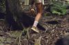 Trekking Shoes HIGHTRAIL MID WP High Trail Mid Waterproof Cm [KEEN] Women's SAFARI/CHIPMUNK 26.0