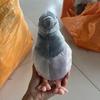 Pigeon Plush Toys High Fidelity Anime Cute Plushie Peace Bird Animals Simulation Desktop Ornaments For Home Decoration