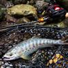 VARIVAS 5-strand PE line for mountain stream bait finesse Super