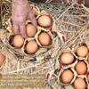 Seven Pocket Country Style Fabric Egg Collection Basket With Handle Open Top Chicken Holder Hens Ducks Geese Home Garden Kitchen