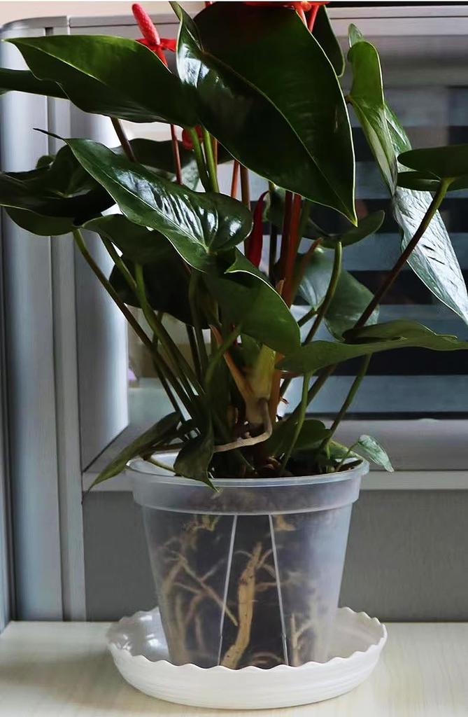 12 Pieces Yen In 3 Clear Plastic Plant Pots with Bottom Plates (365 Each) (Available Sizes) (Medium)