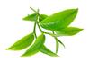 Tea Tree Essential Oil 1Kg 1L 1000Ml - 100% Natural