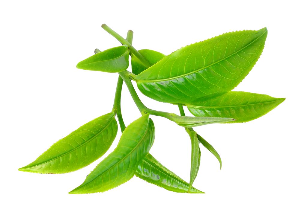 Tea Tree Essential Oil 1Kg 1L 1000Ml - 100% Natural
