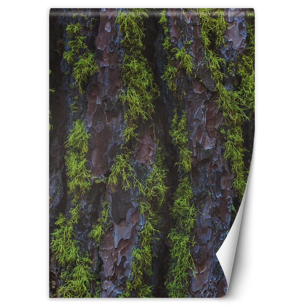 Wallpaper Wood Bark Texture