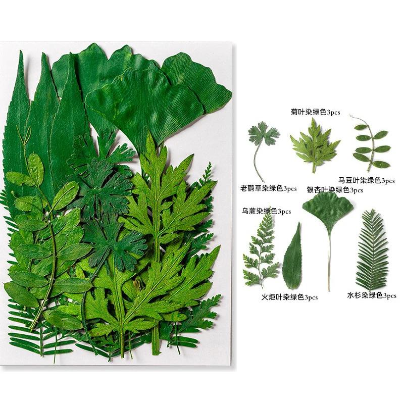 21PCS Set Dried Pressed Plants Leavse for Jewelry Resin Making Natural Green Leaves Flowers Material for DIY Supplies