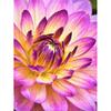 5D DIY Diamond Painting Full Round Drill Flower Cross Stitch Kit Mosaic Diamond Embroidery Rose Wall Art Home Decoration